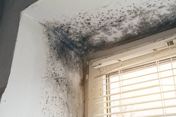 Affordable Mold Cleanup solutions in Cresson, TX