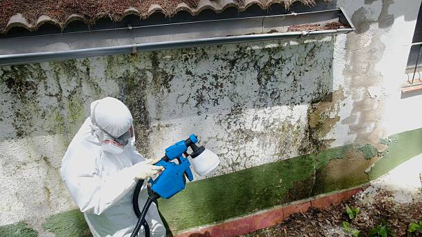 Top rated local Mold Cleanup specialists in Cresson, TX